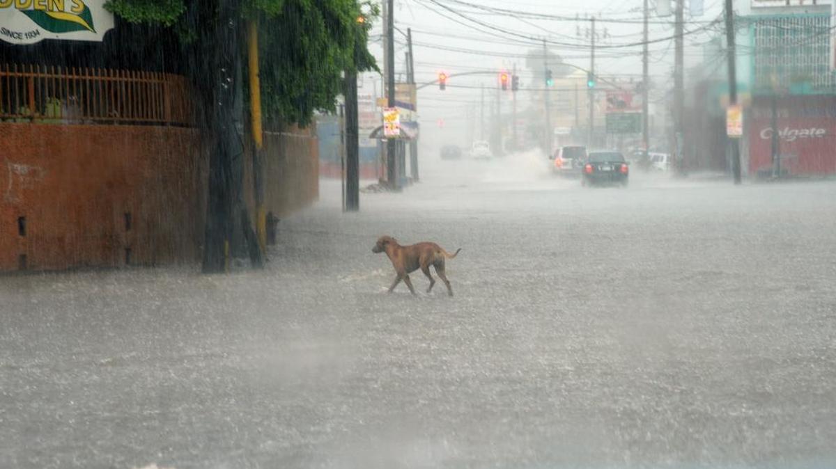 A dog crosses a street under heavy rain in downtown Kingston, Jamaica, Sunday Oct. 2 , 2016. An extremely dangerous Hurricane Matthew is moving slowly over the Caribbean. It’s following a track that authorities are warning could trigger devastation in parts of Haiti.