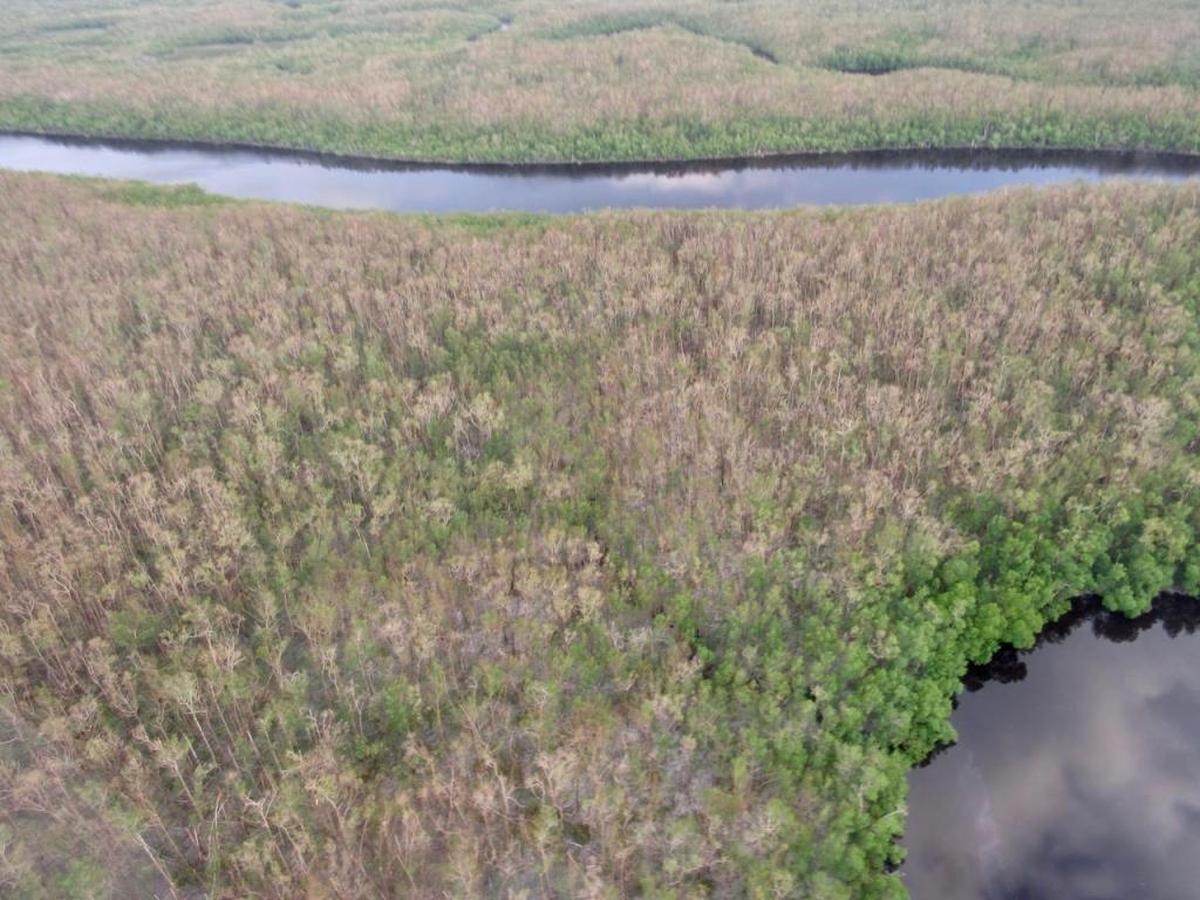 Irma stripped leaves off mangroves along the lower Shark River, but does not appear to have knocked down many healthy trees. Shorter trees near the water’s edge appeared intact.