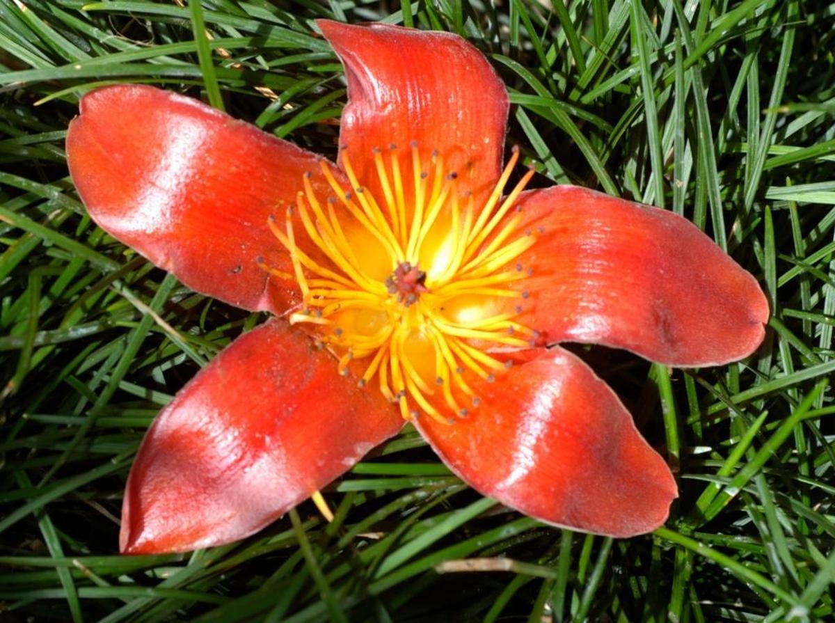 The Bombax ceiba blossom shows off its salmon color beneath a Miami Beach ceiba tree.