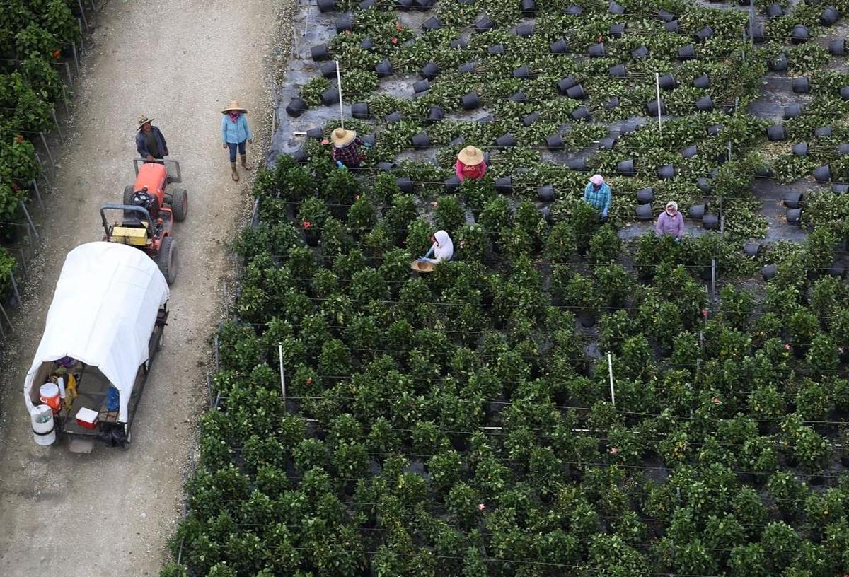 Workers are seen as they work in the agricultural area after Hurricane Irma passed through the area on September 13, 2017 in Homestead, Florida. The Florida Keys took the brunt of the hurricane as it passed over the island chain as a category 4 storm.