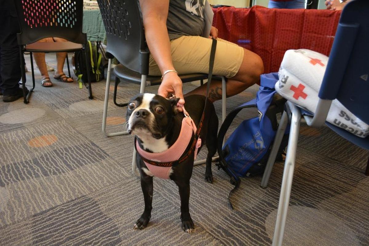 A bulldog poses for the camera before heading aboard the Majesty of the Seas in St. Martin. Miami-based Royal Caribbean has been allowing evacuees from Hurricane Irma to bring their pets.