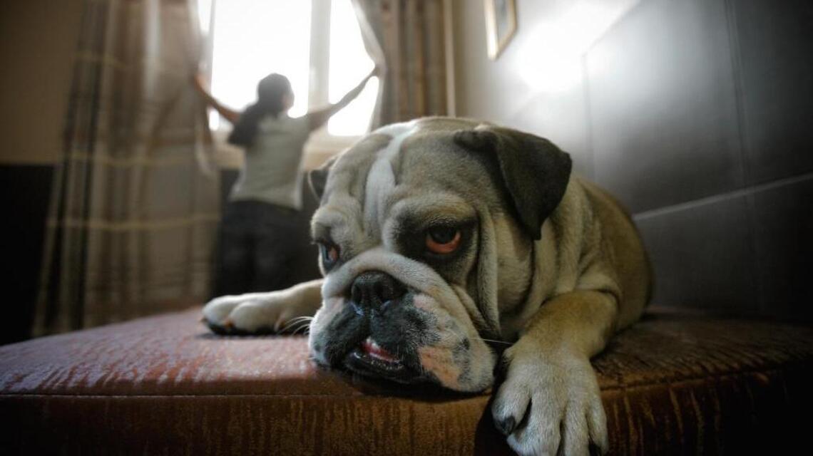 How to protect your dog and cat from Hurricane Dorian