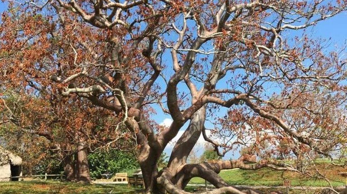 The 80-year-old national champion gumbo limbo tree at De Soto National Memorial was damaged by Hurricane Irma. National Park Service officials are waiting for recommendations from arborists on its fate.