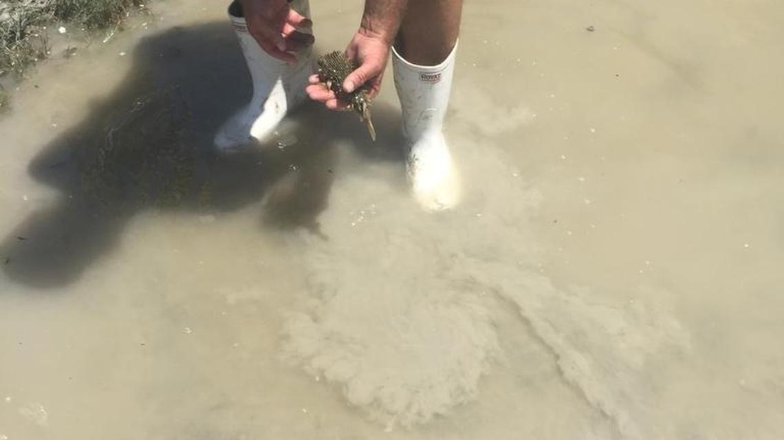 A resident of Goodland catches a fish with his hand from his front yard on Monday.