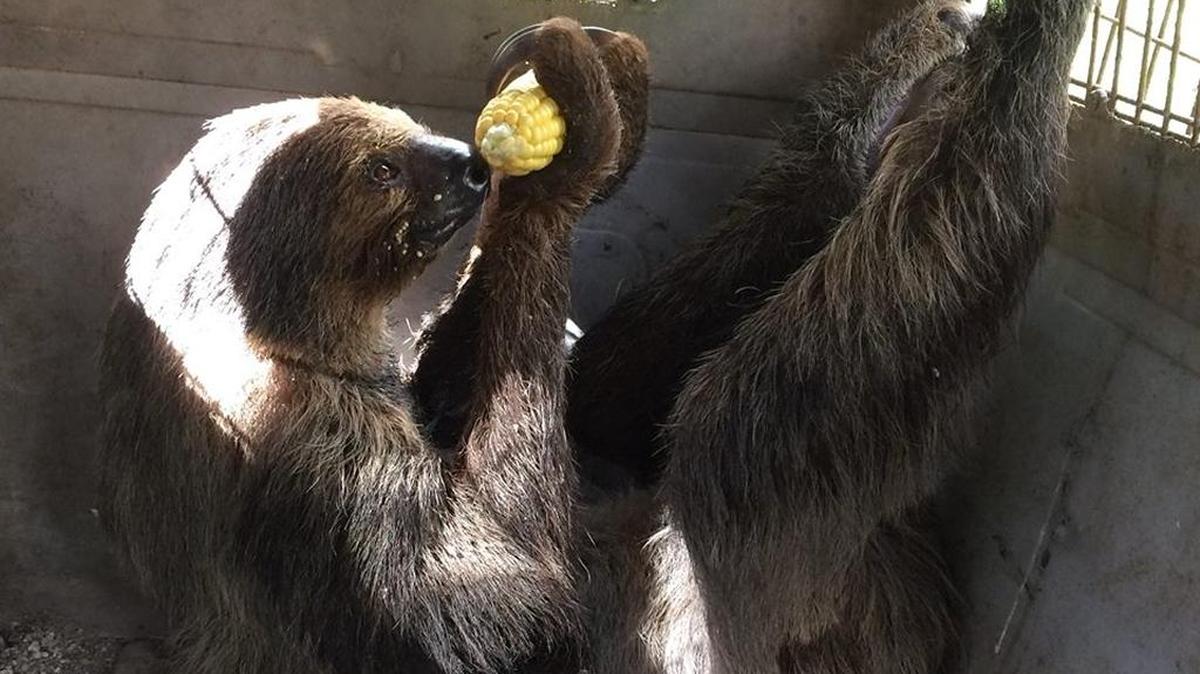 Mo the sloth, who lives at the Monroe County Sheriff’s Office’s Animal Farm, chills out with an ear of corn before being moved inside the jail at Stock Island to ride out Hurricane Irma.
