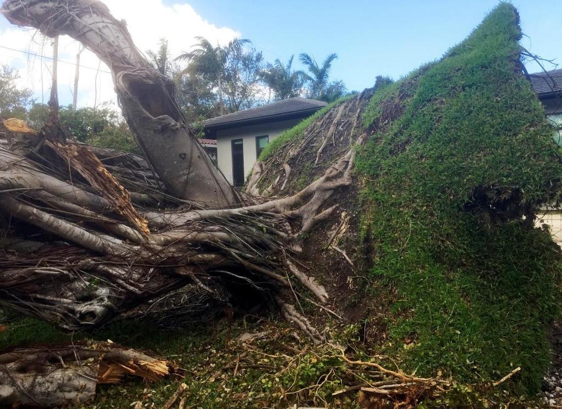 In this Tuesday, Sept. 12, 2017, photo, a tree lies on the ground after being ripped up by the roots during Hurricane Irma in Coral Gables. Many streets in the neighborhood were impassable because they are blocked with fallen trees