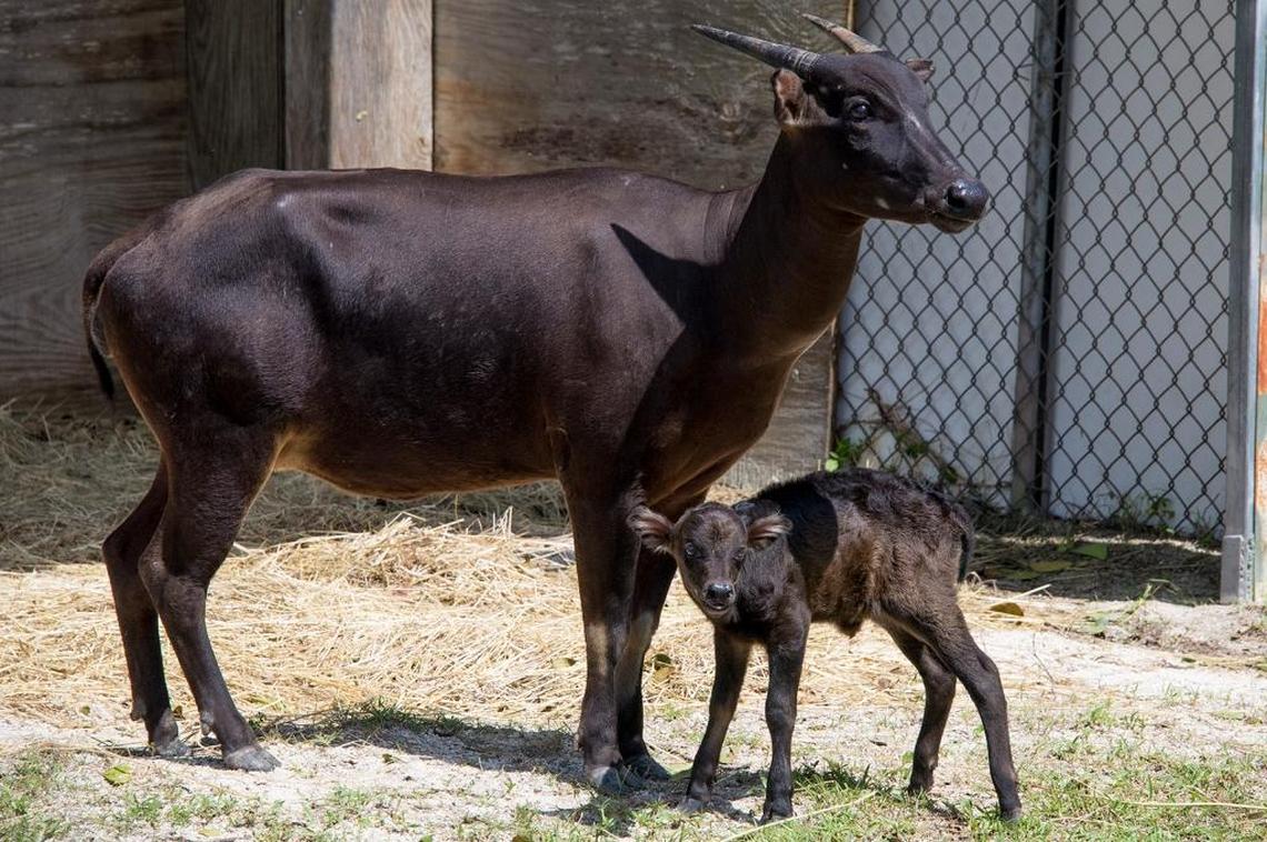 Newborn anoa and its mother after Hurricane Irma at Zoo Miami.