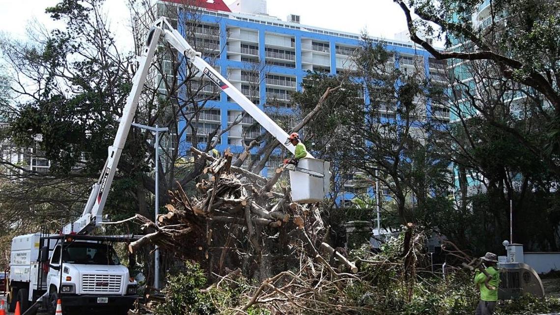 Workers cleaned up trees fallen down on Brickell Avenue and 20 street, after Hurricane Irma passed over South Florida.
