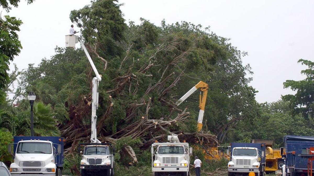 
Workers dimantle the remnants of a large ficus tree in Fort Lauderdale after a storm.
