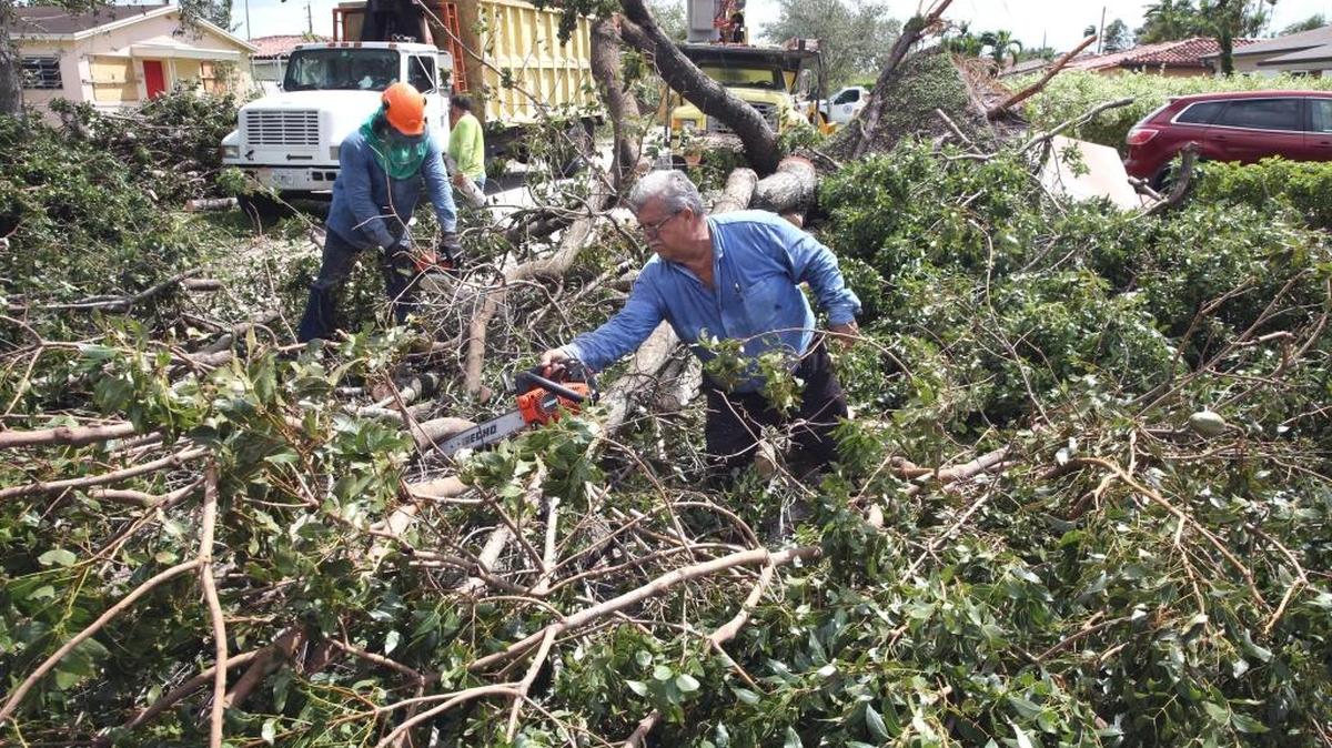 Clean-up crews clear a giant oak tree that blocked a street in Virginia Gardens on Monday — one of the necessary steps for daily life to return to normal.