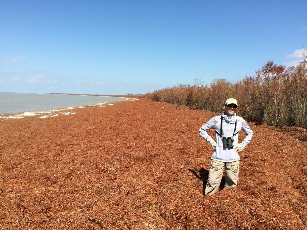 Audubon Florida research manager Pete Frezza stands in knee deep seaweed blown onto Cape Sable by Hurricane Irma.