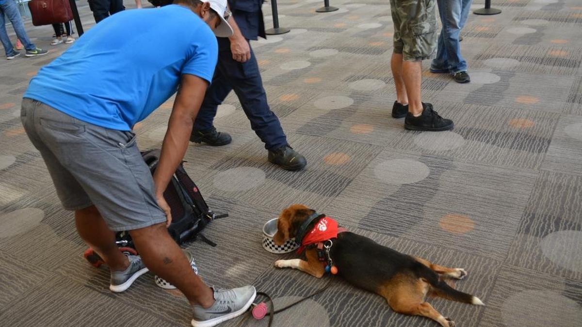 A beagle lies spread eagle, before heading aboard the Majesty of the Seas in St. Martin. Miami-based Royal Caribbean has been allowing evacuees to bring their pets.