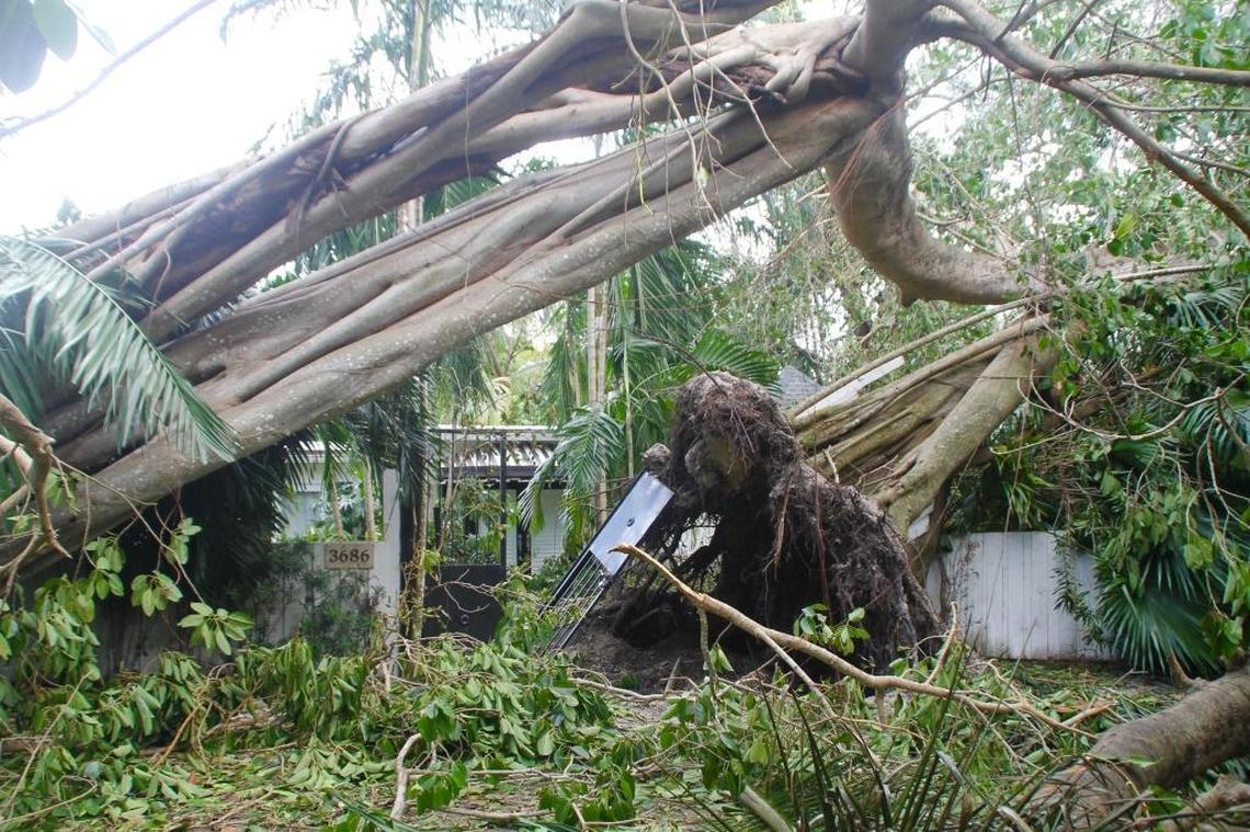 Two massive banyan trees fell on Loquat Avenue in Coconut Grove after Hurricane Irma.