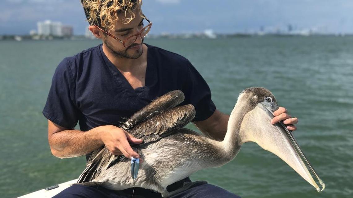 Doug Giraldo, rescue and release coordinator at the Pelican Harbor Seabird Station, released pelicans to the wild ahead of Hurricane Irma. After consulting with veterinarians, staff members determined healthy pelicans would be safer in the wild.