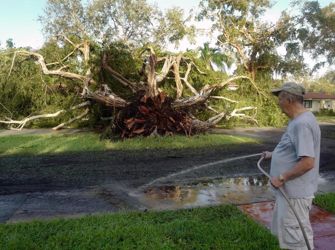 Miguel Rodriguez stares at the large tree that fell across from his home on Granada Boulevard in Coral Gables on Sept. 11, 2017, the day after Hurricane Irma hit South Florida and the Florida Keys.