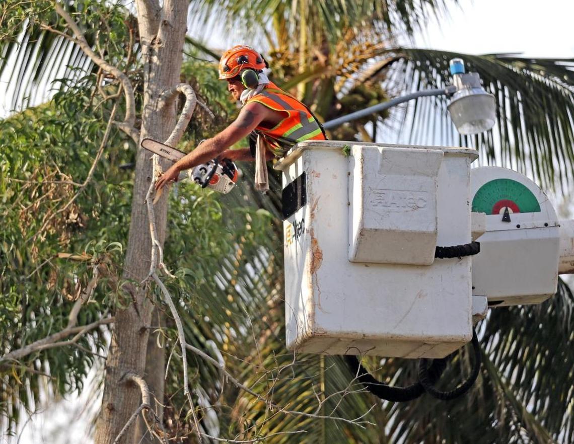 Tree trimmers work along Southwest 13th Street in Fort Lauderdale to remove limbs damaged during Hurricane Irma, Sept. 18, 2017.