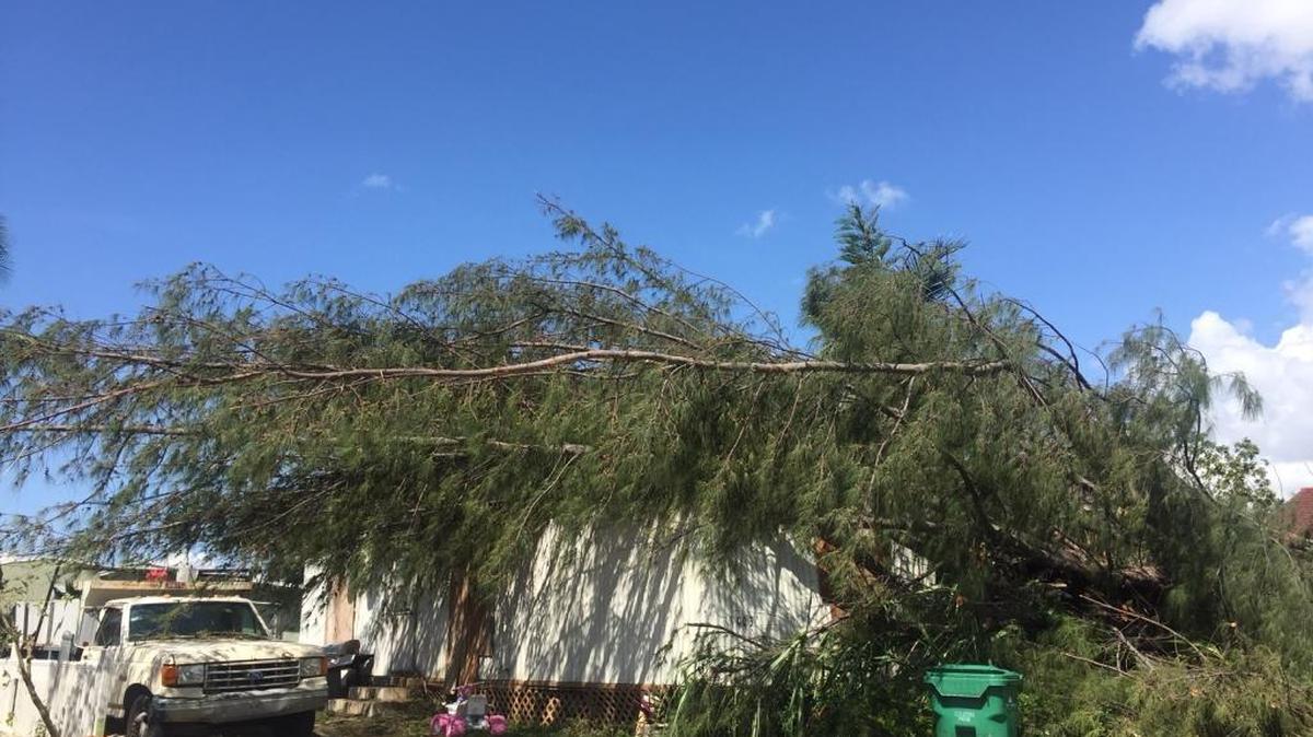 The mobile home at 1003 NW Flagler Terrace was crushed by a huge pine tree.