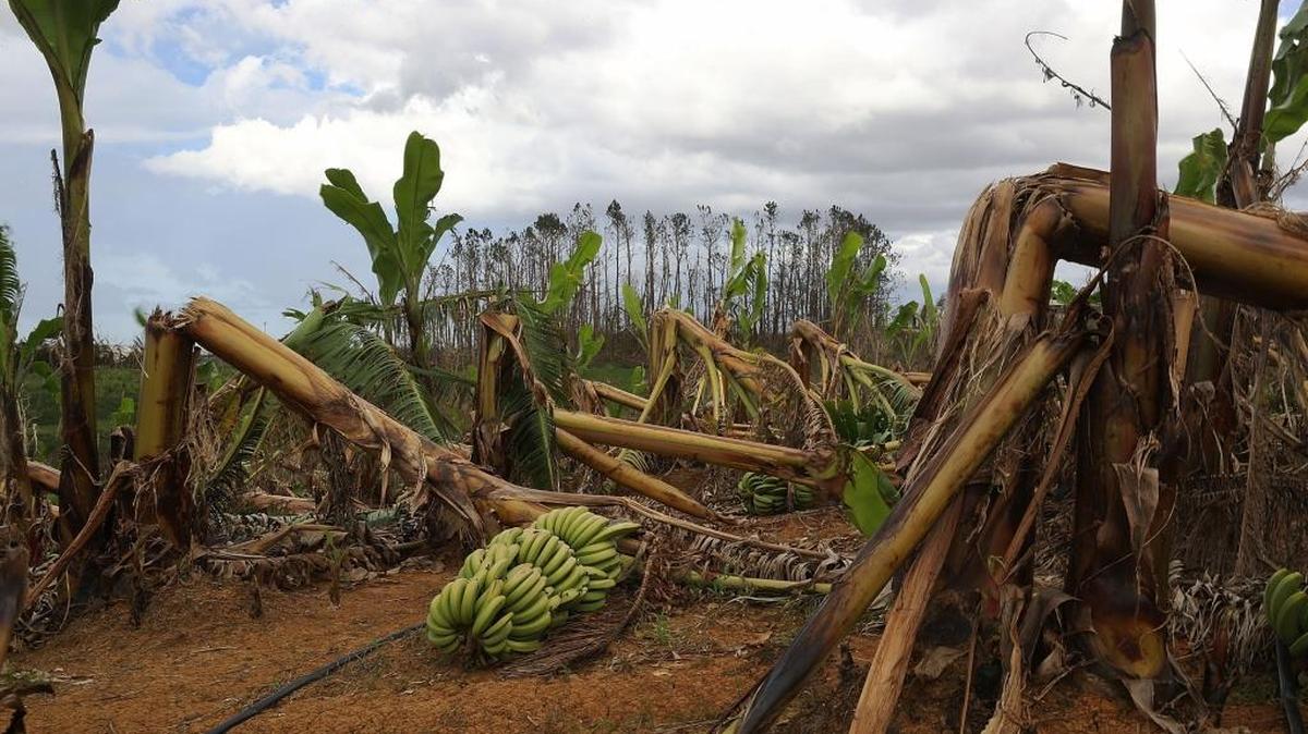 Banana trees were knocked over by the winds of Hurricane Maria in Corozal, Puerto Rico. The hurricane devastated the agriculture business on the island.