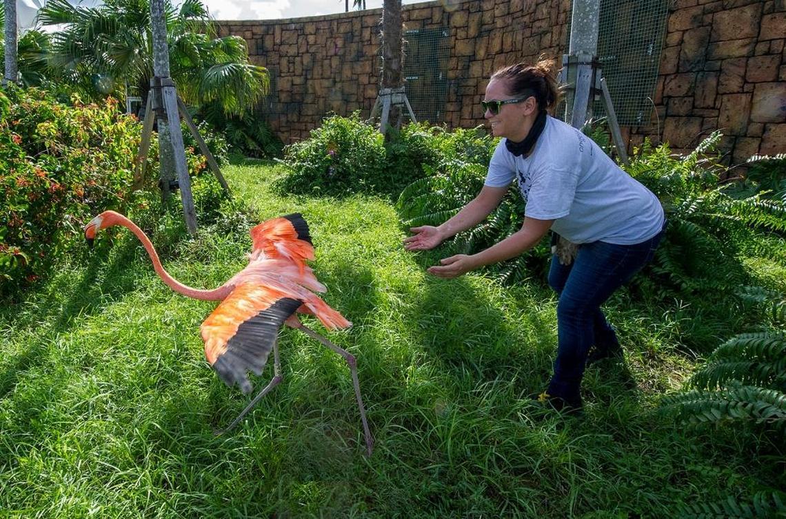Zookeeper Heather Taylor releasing a flamingo back into its exhibit following Hurricane Irma at Zoo Miami.