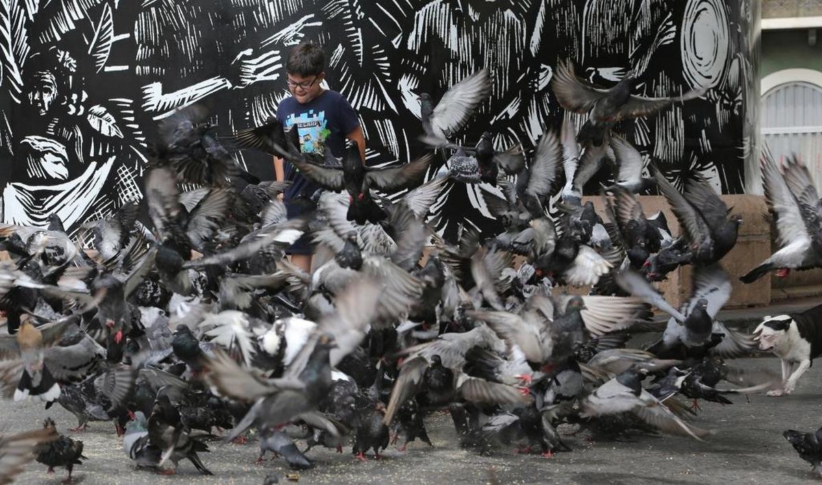 Damian Rojas, 8, left Texas after Hurricane Harvey to vacation in San Juan with his family. He finds pigeons near the hurricane shelter at City Hall in advance of Hurricane Maria in the capital city of San Juan, Puerto Rico, on Tuesday, September 19, 2017.