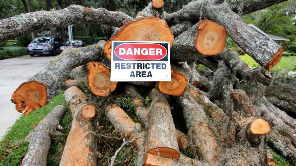 One of the massive oak trees brought down by Hurricane Irma is marked with a caution sign after being cut up, in Maitland, an Orlando suburb, Monday, Sept. 18, 2017. A week after Irma hit, the central Florida landscape is marked by many trees down and large debris piles along residential streets.
