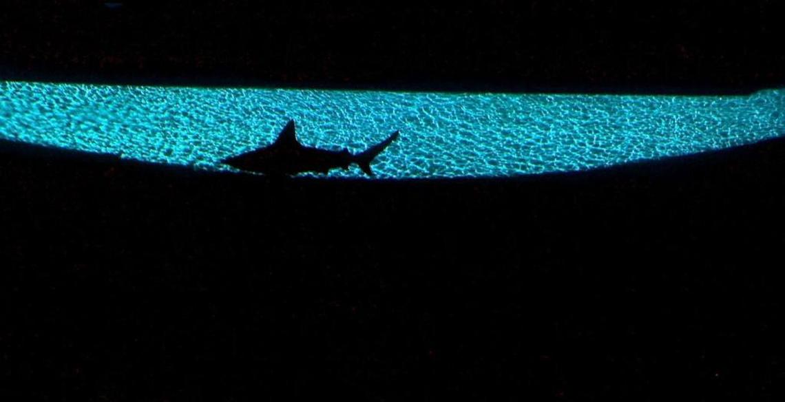 A shark swims in the shadows of the huge fish tank during the long-awaited opening of the Phillip and Patricia Frost Museum of Science on Sunday, May 7, 2017.
