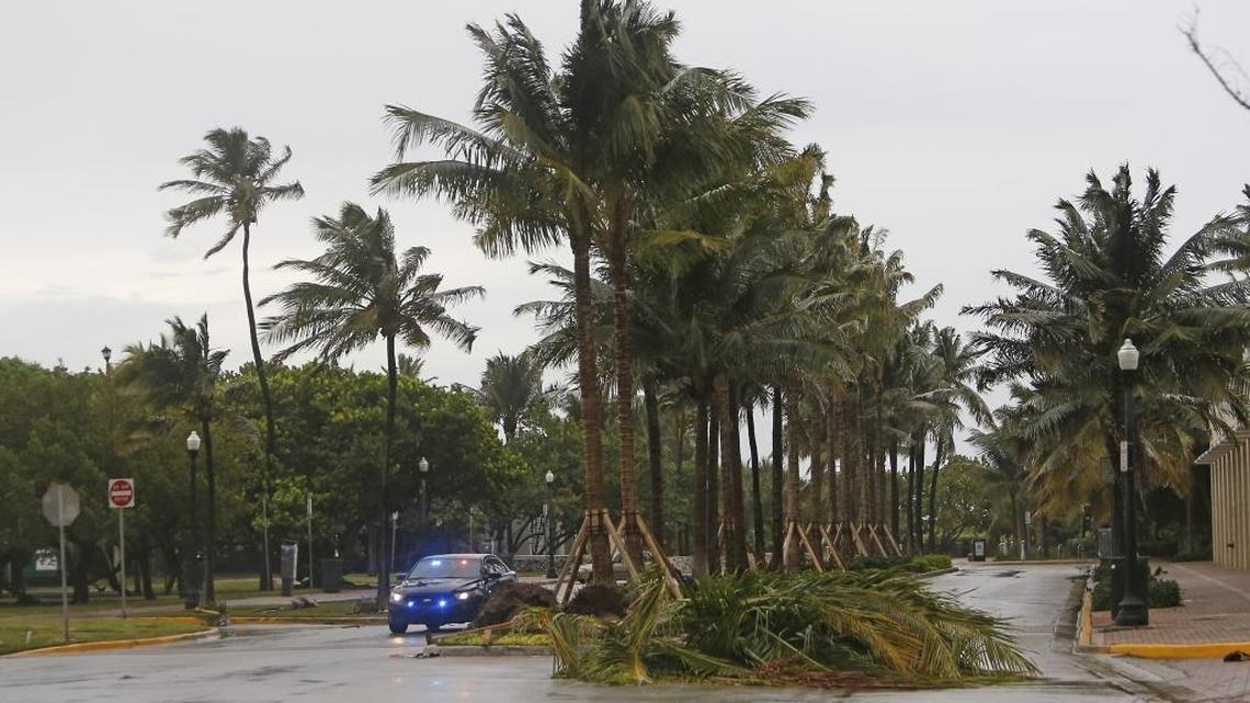 Miami Beach Police patrolling next fallen palm tree at South Pointe Park on Miami Beach as the outer bands of Hurricane Irma reached South Florida early Saturday morning, Sept. 9, 2017.