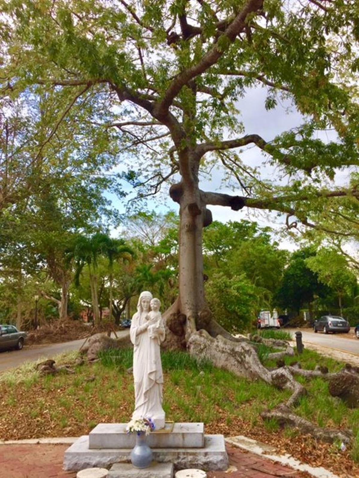 The ceiba pentandra tree by the Bay of Pigs Memorial in Little Havana was barely nicked by Hurricane Irma.