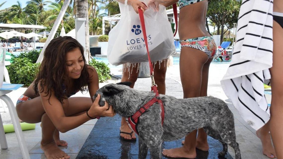 Eloi Veitia, 12, pets her 8-month old puppy, Jaya, a blue heeler, at the Loews Miami Beach Hotel. The hotel is among more than a dozen in Miami Beach offering $99 rates for Beach residents after Hurricane Irma.