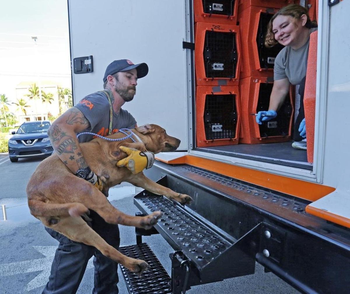 Chris Broughton from ASPCA lifts one of the dogs onto a Rescue Ride heading to a Duncan, South Carolina, animal shelter.