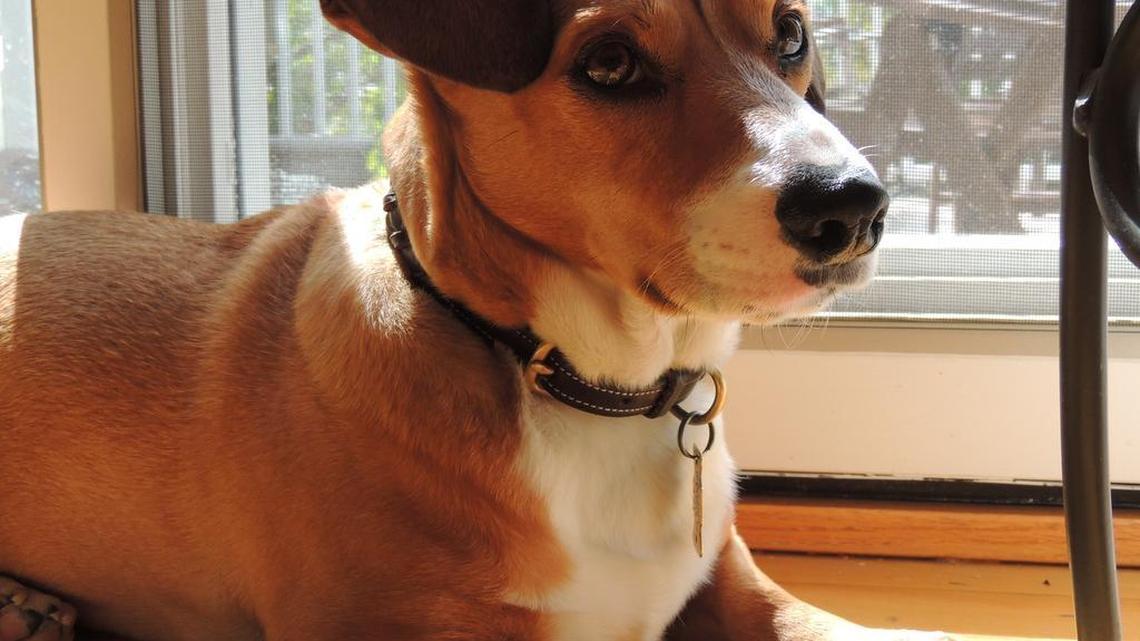 Vets say there are alternatives to dog food if you run out of your pet’s food during Hurricane Irma. Canned chicken breast is one choice.