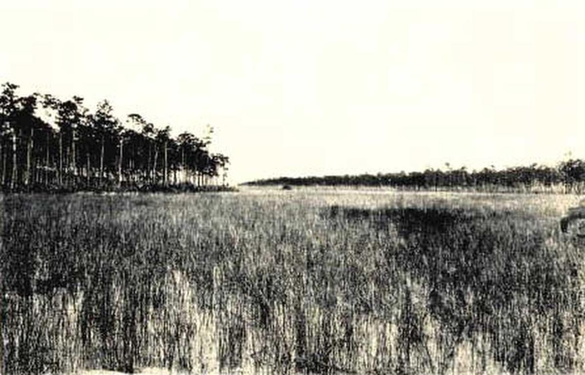 Before canals carved up South Dade, sawgrass marshes that made up transverse glades allowed freshwater to flow in sheets east. The glades where Hurricane Andrew struck are now filled with a dwarf mangrove forest.