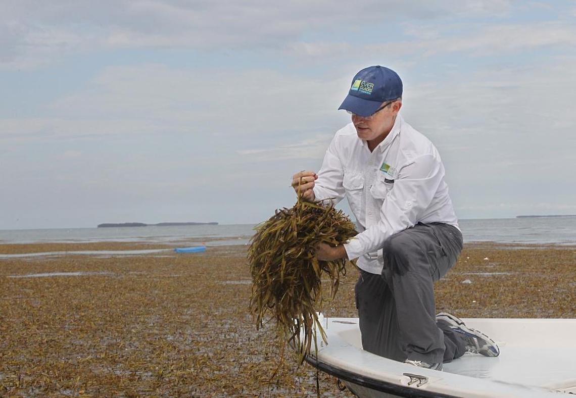 Everglades Foundation marine ecologist Steve Davis inspects dead seagrass found near Rabbit Key in Florida Bay. Davis and other scientists worry that too much seagrass blown into the bay could worsen water conditions.