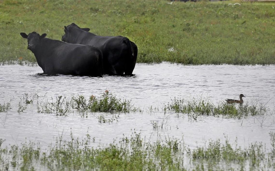 Eariler this month, heavy rain flooded a Doral pasture. A tropical wave combined with a king tide triggered widespread flooding.