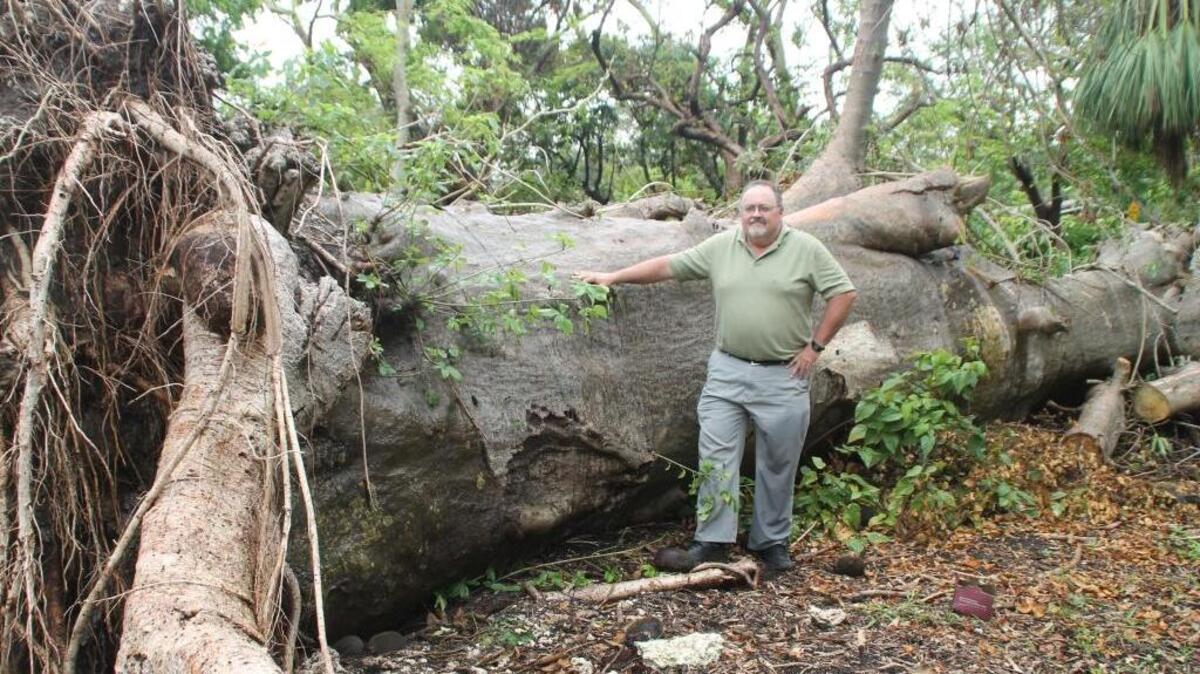 Craig Morell, director of the Kampong in Coconut Grove, stands beside the giant baobab tree downed during Hurricane Irma. It will be raised by a 75-ton crane.