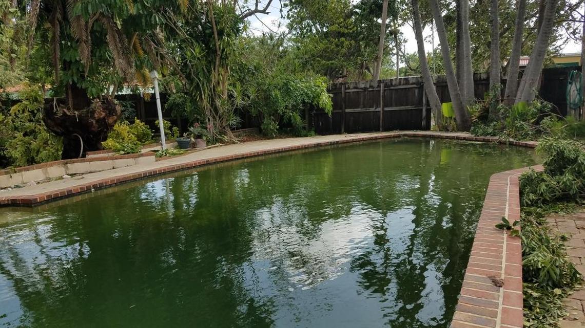 When South Floridians got their first look at their backyard swimming pools after Hurricane Irma, this blackened, deep green water color is what many found.