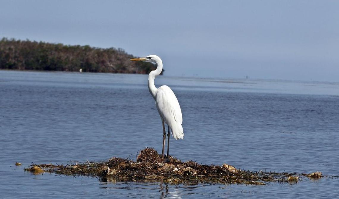 A white heron stands on top of a mound of seagrass in Florida Bay this week. Hurricane Irma blew vast mats of seagrass into the bay that released nutrients attracting shrimp, crabs and other bait that are luring wildlife up the food chain, including sport fish and wading birds.
