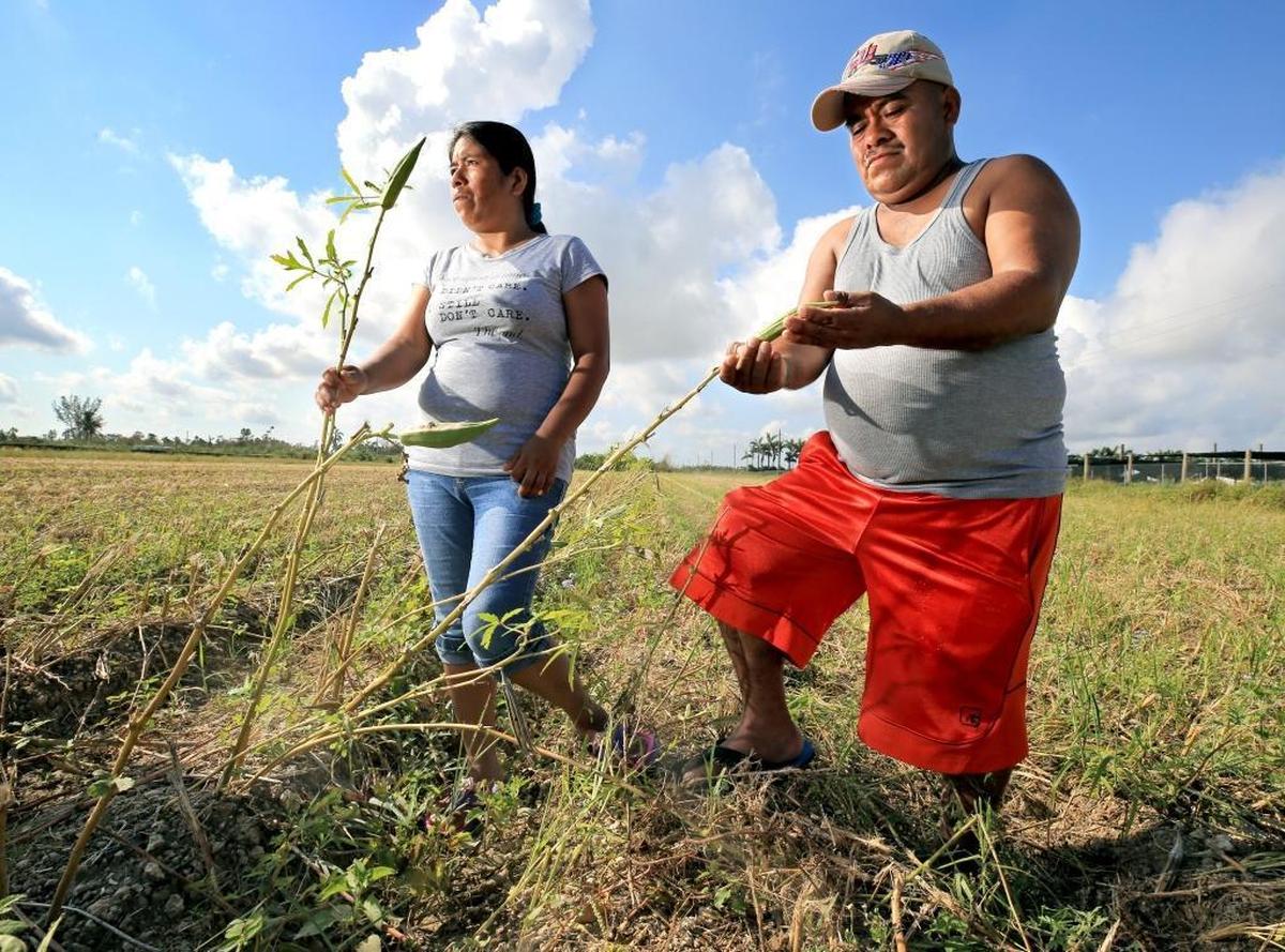 South Dade farm workers Epifania Bautista, left, and Vicente Cruz stand in a damaged field of okra plants. They have no jobs after Hurricane Irma severely damaged crops in Homestead, Florida City and Redland.