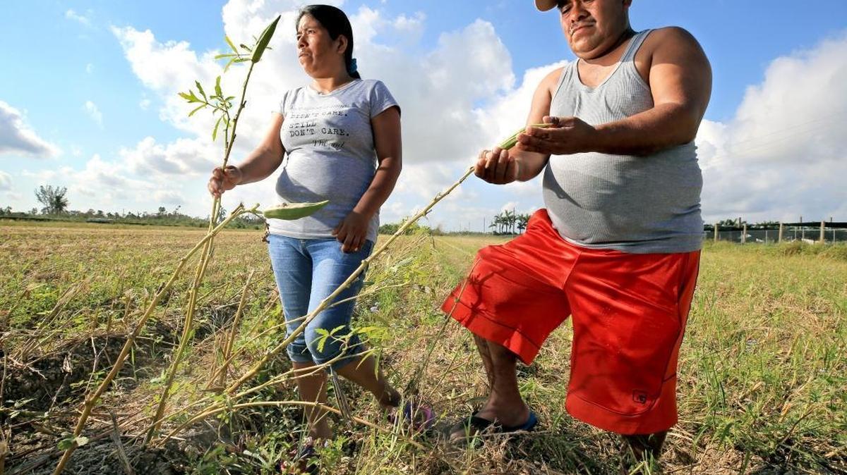 South Dade farm workers Epifania Bautista, left, and Vicente Cruz stand in a damaged field of okra plants. They have no jobs after Hurricane Irma severely damaged crops in Homestead, Florida City and Redland.