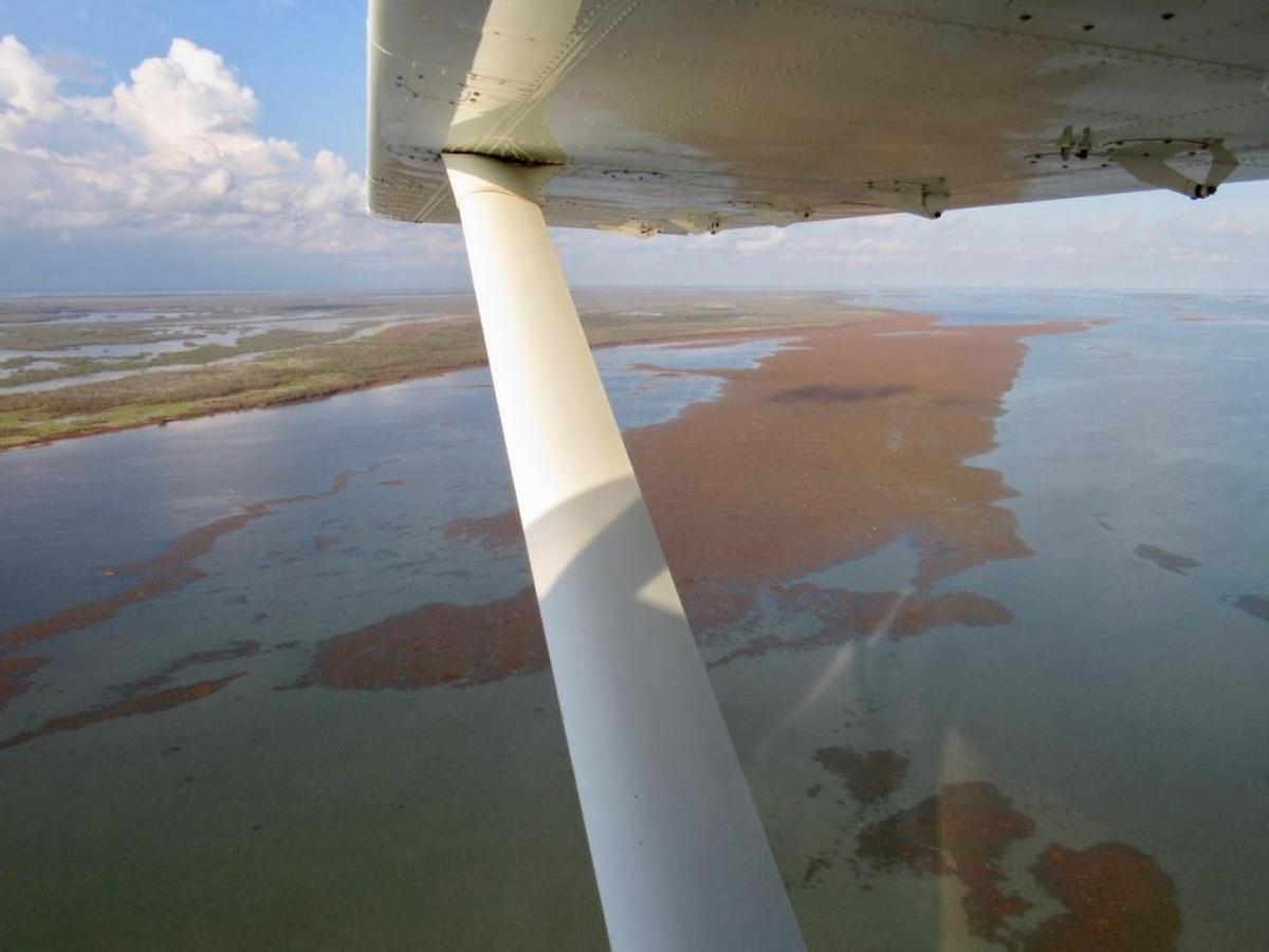 After Hurricane Irma, floating mats of dead seagrass appeared near Cape Sable and Flamingo area of Everglades National Park. The mats raise concern because two years ago, a seagrass die-off that covered more than 60-square miles threatened Florida Bay.