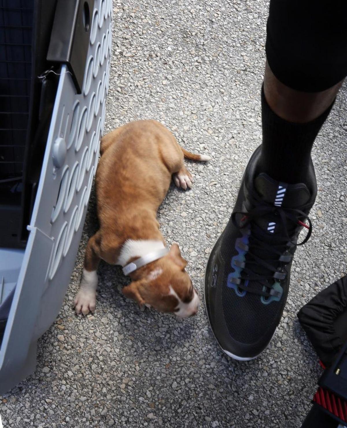 A rescue puppy from MIami-Dade animal services isn’t even as big as Udonis Haslem’s basketball shoe.