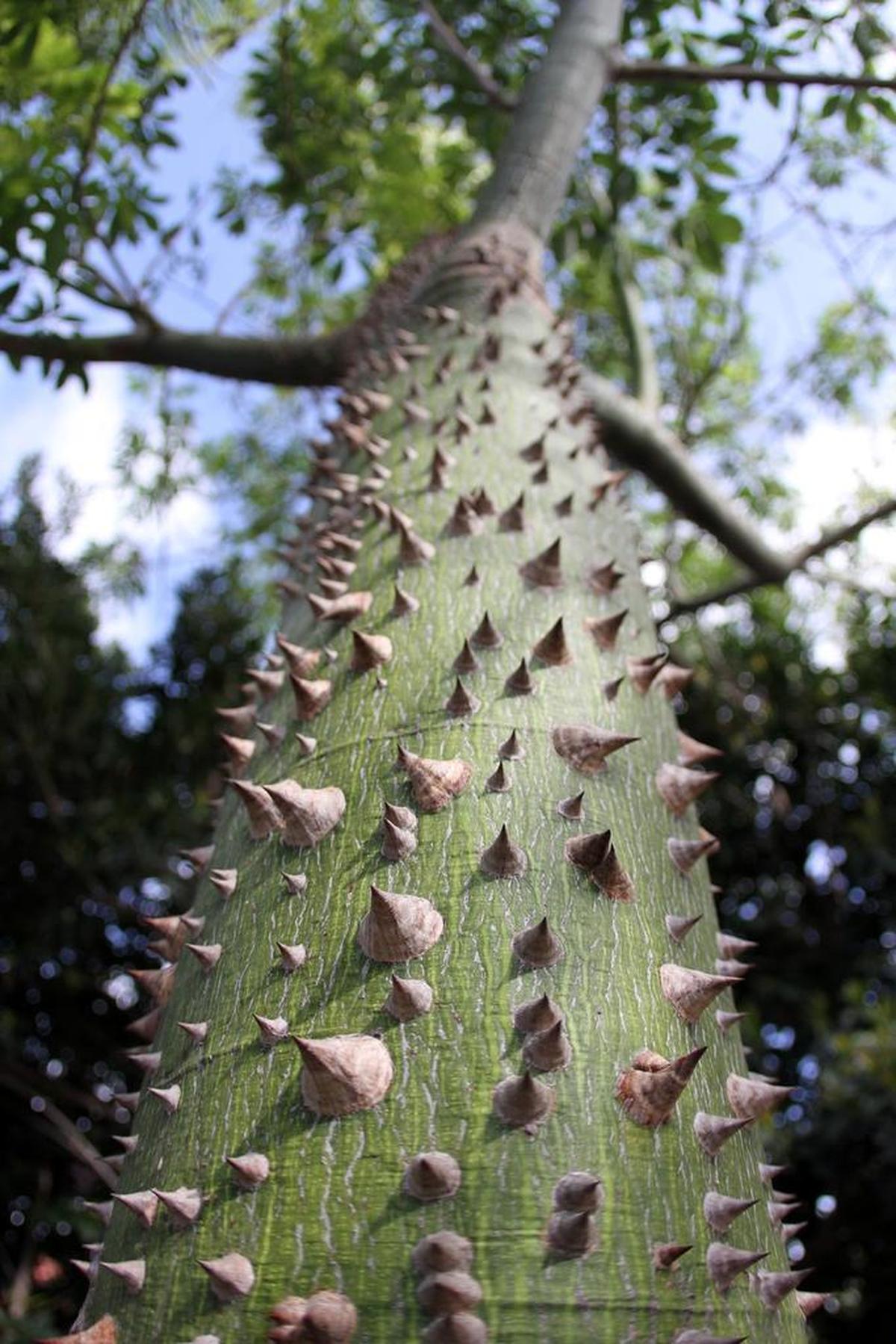 A Ceiba tree bearing sharp spikes in Miami Beach.