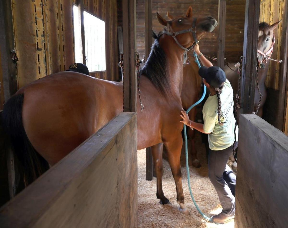 Coral Rodriguez helps load up horses that are being taken care of by the South Florida Society for the Prevention of Cruelty to Animals as they relocate 41 horses to safety in anticipation of Hurricane Irma.