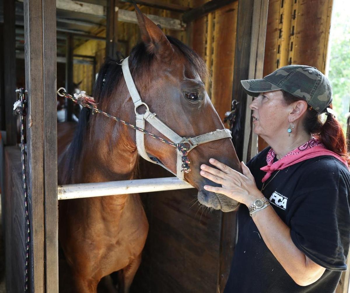 In Homestead, Bridget Haxho comforts a horse as South Florida Society for the Prevention of Cruelty to Animals is relocating 41 horses to safety in anticipation of Hurricane Irma.