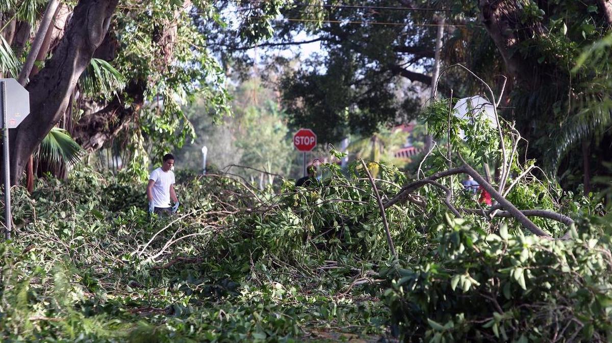 Coral Gables residents work to clear the Coral Way area near Granada Boulevard after the trees in front of their homes were demolished by Hurricane Irma on Monday, September 11, 2017.