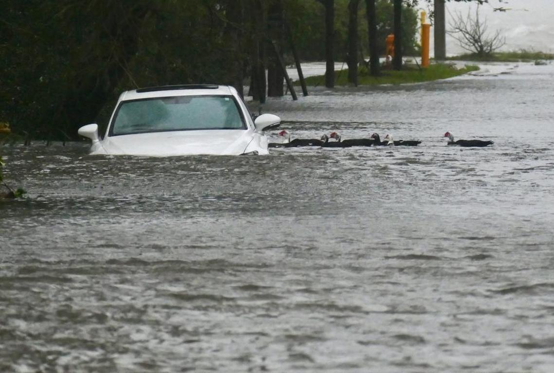 Some ducks approach a flooded car in Edgewater Sunday evening as Hurricane Irma bands begin to ease.