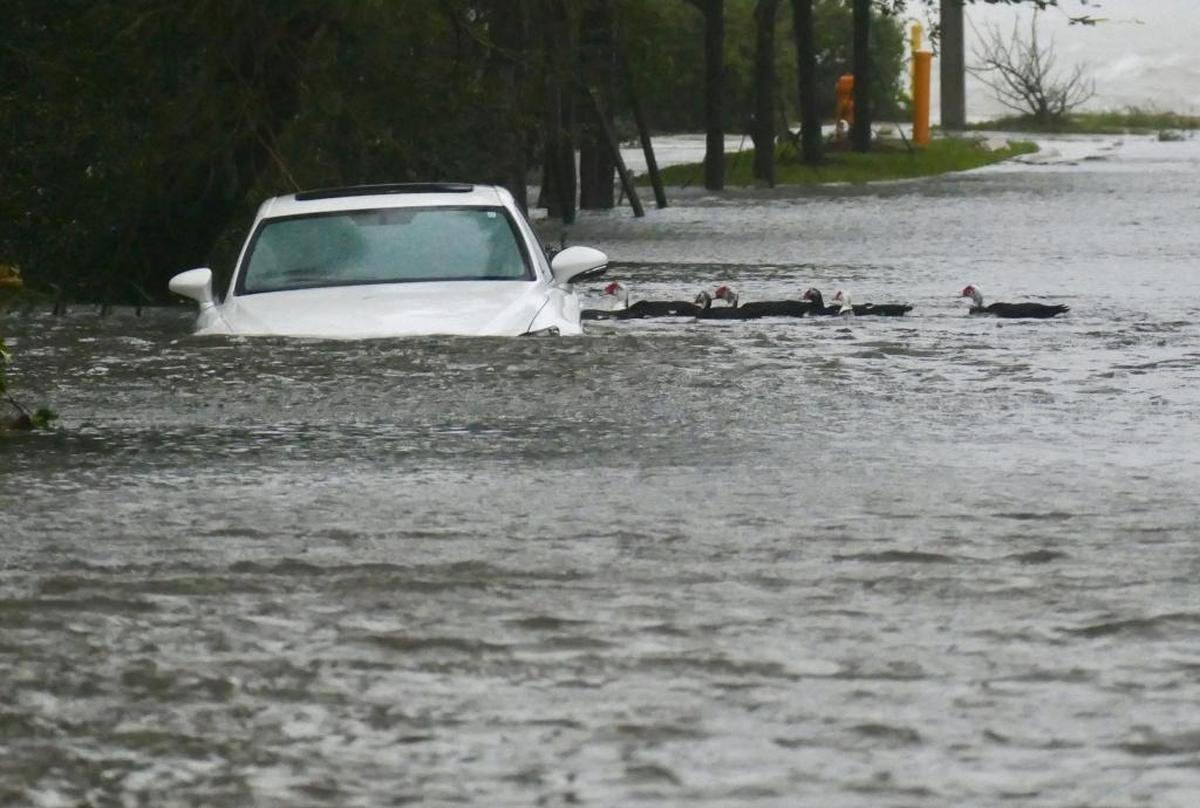 Some ducks approached a flooded car in Edgewater as Hurricane Irma bands begin to ease. Miami-Dade got millions from the state to buy out homes after Hurricane Irma, but the state took back the cash in June.