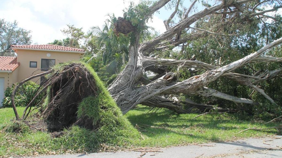 A toppled ficus tree in Coral Gables after Hurricane Irma. Ficus trees are vulnerable with their shallow roots and heavy crowns.