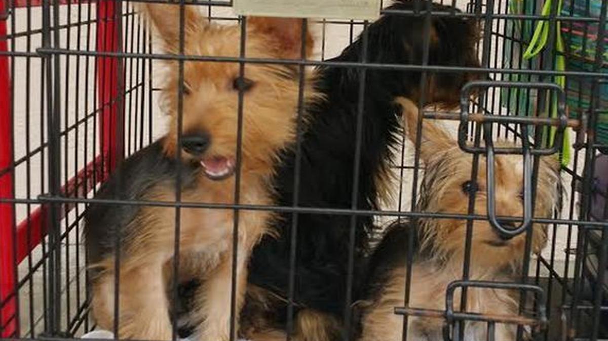 Linda Martin's three Yorkies — Big G, Benji and Love — wait in their crate to enter pet-friendly shelter in Tamarac.