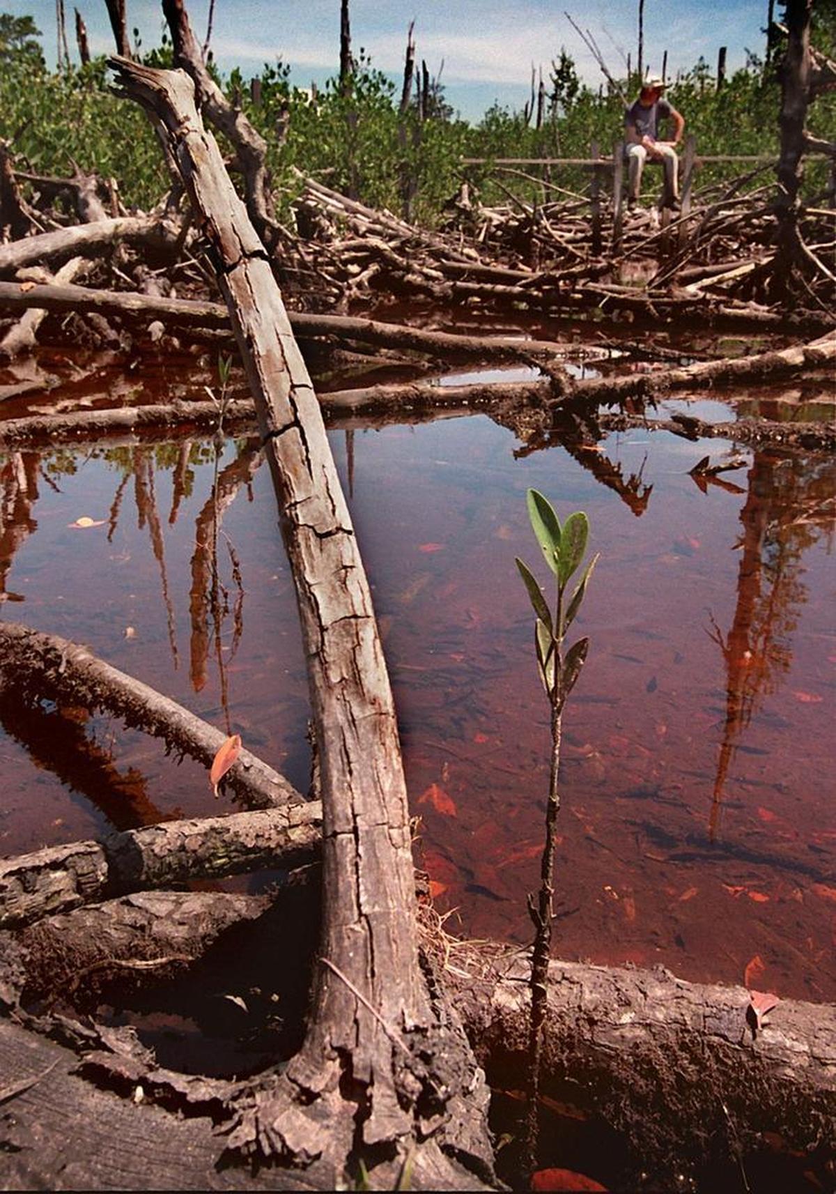 FIU landscape ecologist Mike Ross, pictured here in August 1997 five years after Hurricane Andrew, has been studying the mangrove forest plowed under by the storm for 25 years to better understand how it rebounds.
